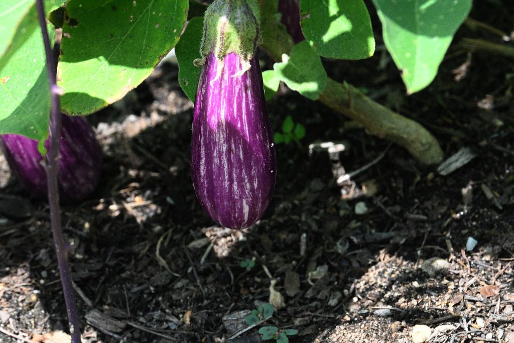 2025-08150129 Tower Hill Botanic Garden, MA.JPG - Fairy Tale Eggplant. New England Botanic Garden at Tower Hill, MA, 8-15-2025